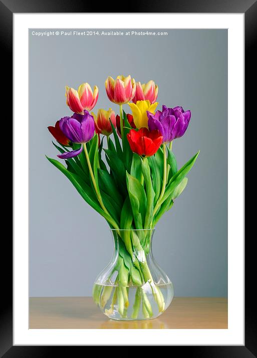Tulips Framed Mounted Print by Paul Fleet