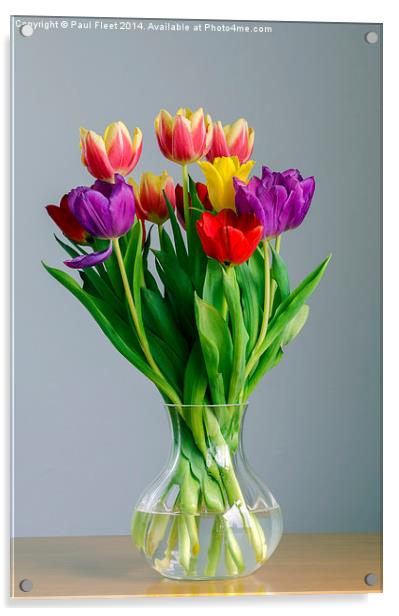 Tulips Acrylic by Paul Fleet