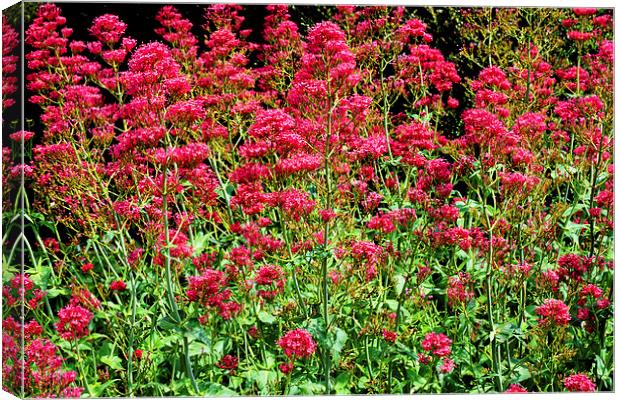 Red Valerian in all its glory Canvas Print by Frank Irwin