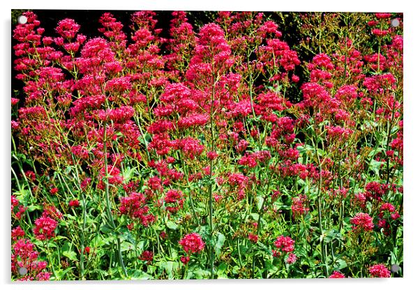 Red Valerian in all its glory Acrylic by Frank Irwin