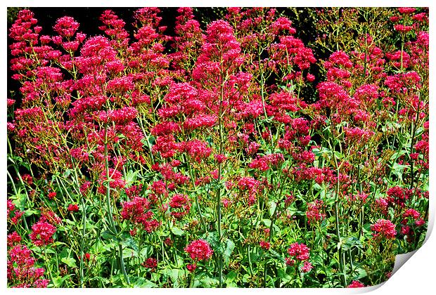 Red Valerian in all its glory Print by Frank Irwin