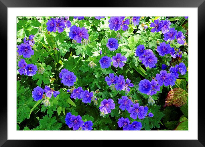 Johnson’s Blue Geranium in full bloom Framed Mounted Print by Frank Irwin