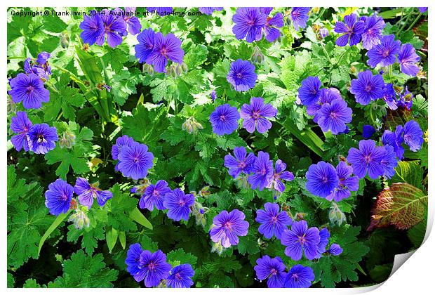 Johnson’s Blue Geranium in full bloom Print by Frank Irwin