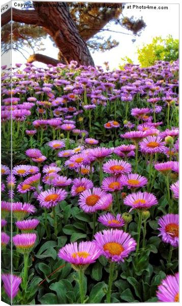 asters in the park Canvas Print by chrissy woodhouse