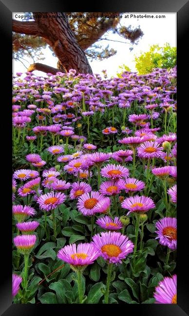 asters in the park Framed Print by chrissy woodhouse
