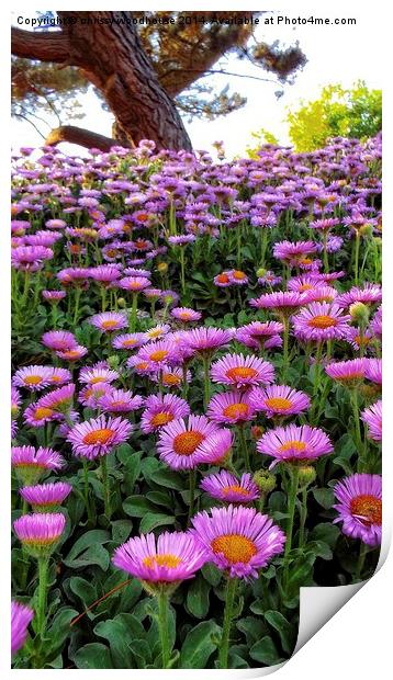 asters in the park Print by chrissy woodhouse