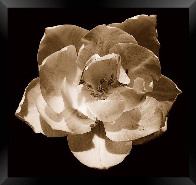 Tri-tone Rose Framed Print by james balzano, jr.