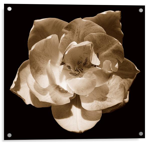 Tri-tone Rose Acrylic by james balzano, jr.