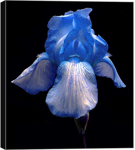 Blue Iris Canvas Print by james balzano, jr.