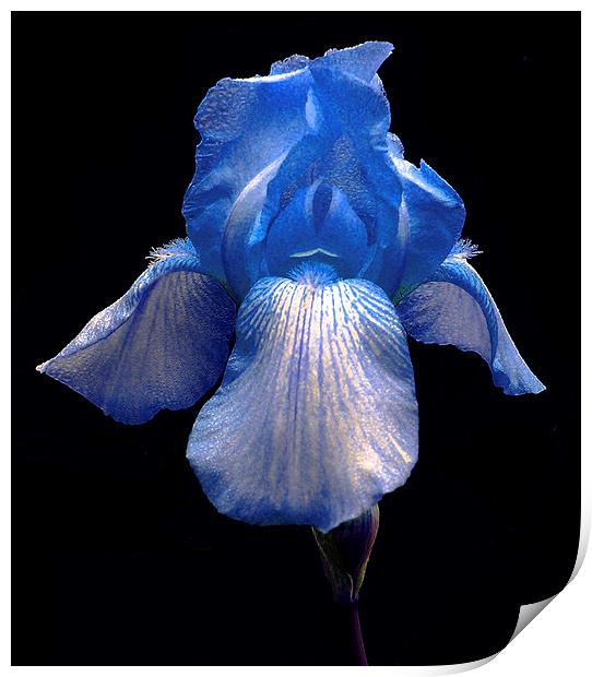 Blue Iris Print by james balzano, jr.