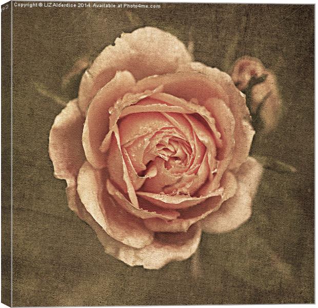 Vintage Rose Canvas Print by LIZ Alderdice