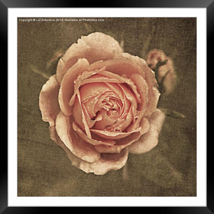 Vintage Rose Framed Mounted Print by LIZ Alderdice