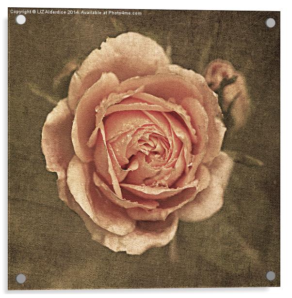 Vintage Rose Acrylic by LIZ Alderdice