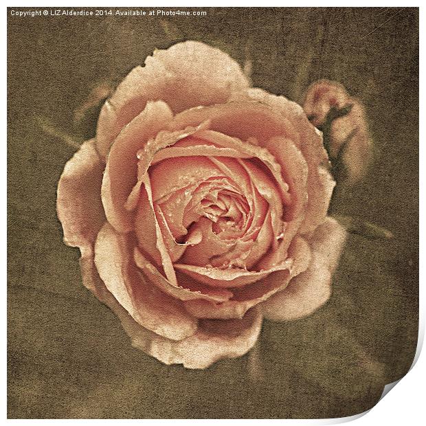 Vintage Rose Print by LIZ Alderdice