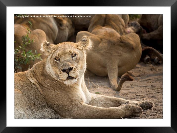 Lioness Framed Mounted Print by Graham Prentice