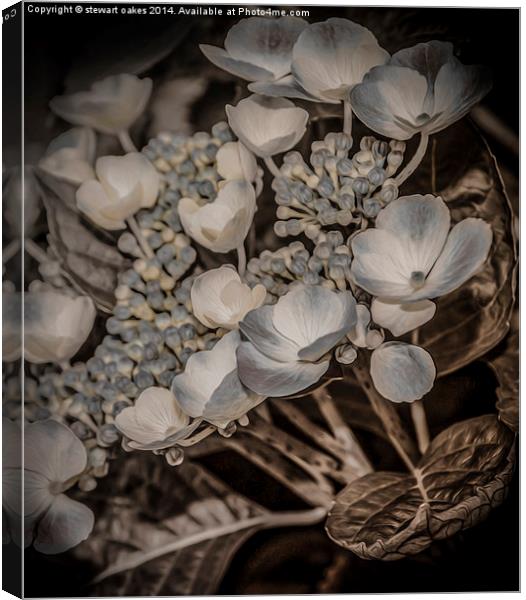 The Night Flower 2 Canvas Print by stewart oakes