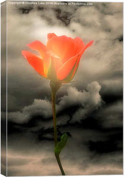 Rose With a Glow Canvas Print by Christine Lake