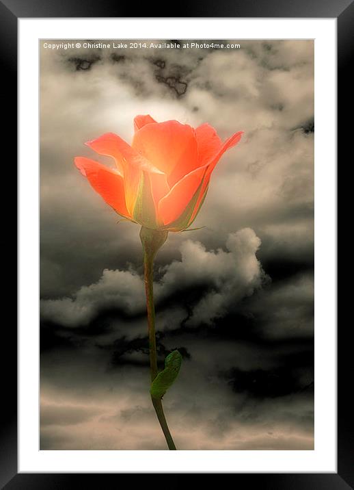 Rose With a Glow Framed Mounted Print by Christine Lake