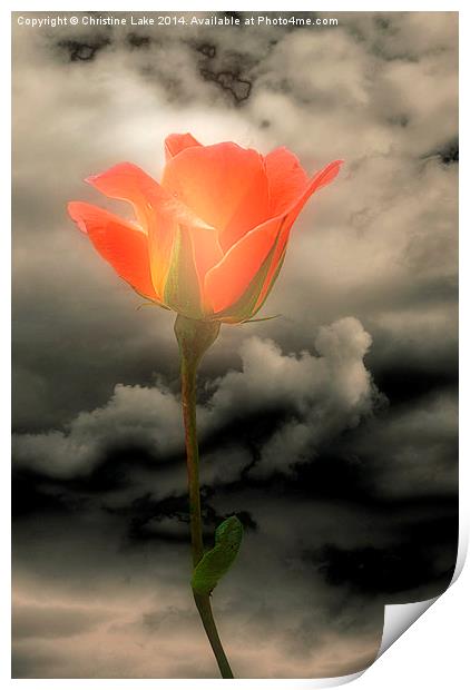 Rose With a Glow Print by Christine Lake