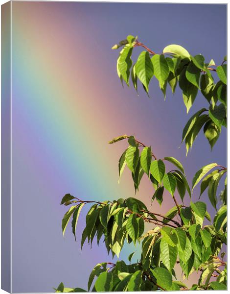 Rainbow Tree Canvas Print by Fraser Hetherington