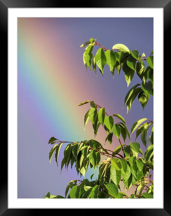Rainbow Tree Framed Mounted Print by Fraser Hetherington