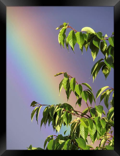 Rainbow Tree Framed Print by Fraser Hetherington