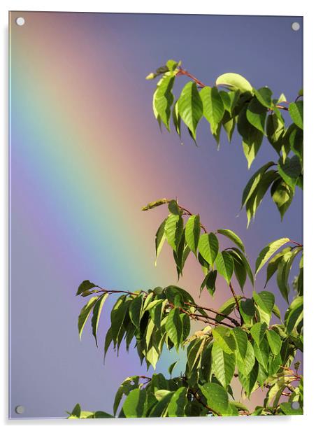 Rainbow Tree Acrylic by Fraser Hetherington