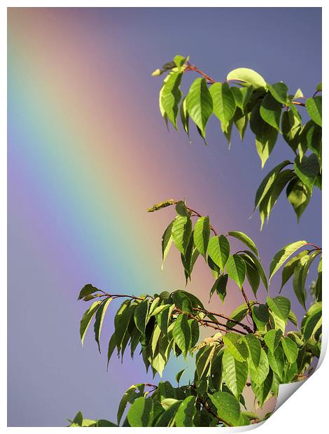 Rainbow Tree Print by Fraser Hetherington