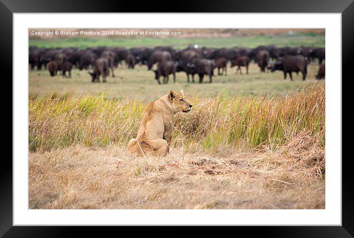 Predatory Lioness Framed Mounted Print by Graham Prentice