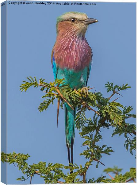 South African Lilac Breasted Roller Canvas Print by colin chalkley