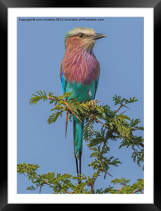 South African Lilac Breasted Roller Framed Mounted Print by colin chalkley