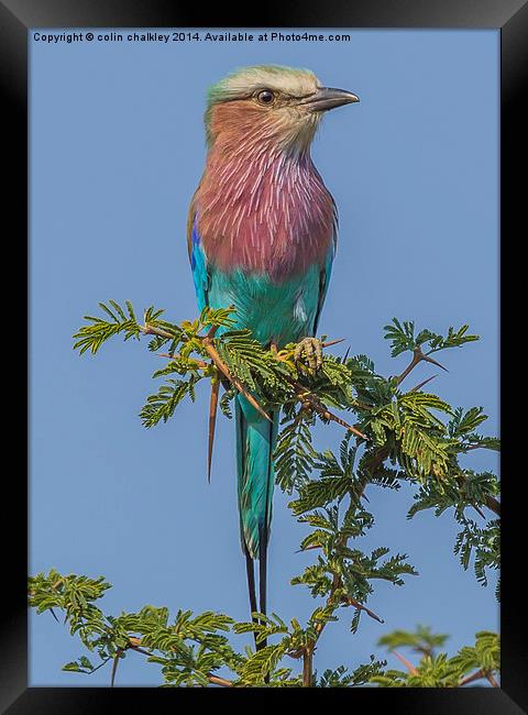 South African Lilac Breasted Roller Framed Print by colin chalkley