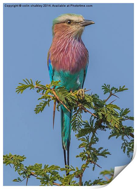 South African Lilac Breasted Roller Print by colin chalkley
