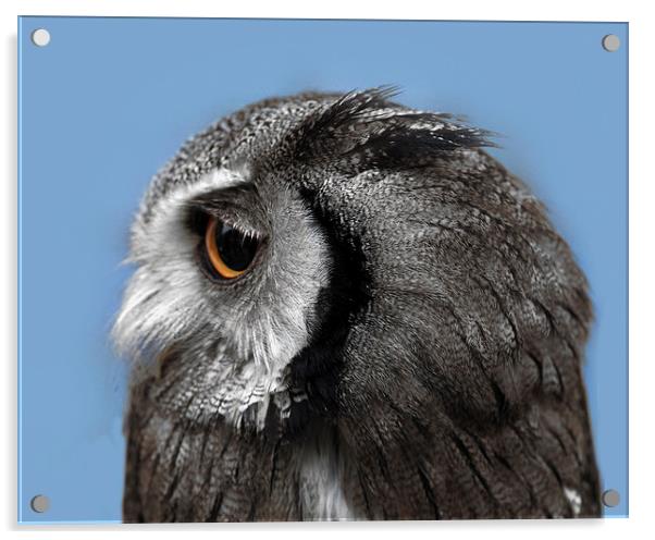 Owl Acrylic by Victor Burnside