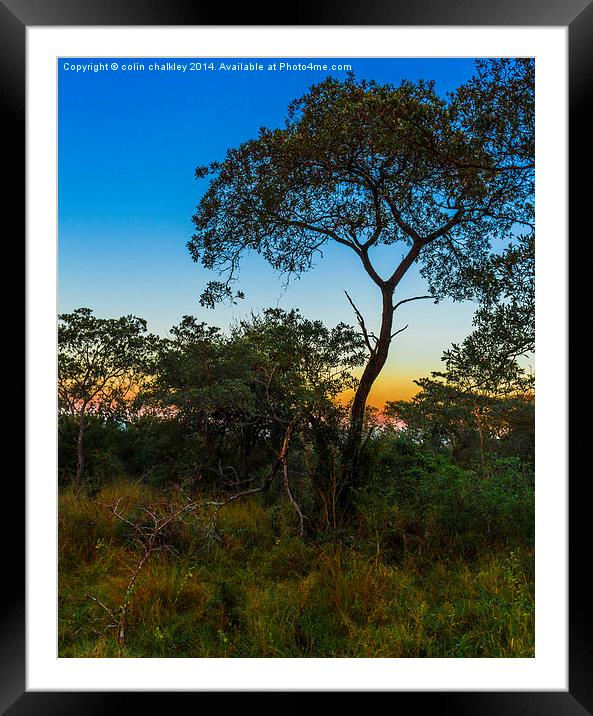 Pre-Dawn in the African Bush Framed Mounted Print by colin chalkley