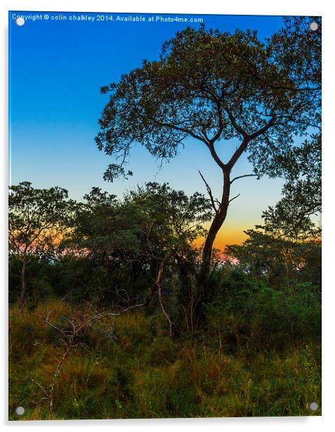 Pre-Dawn in the African Bush Acrylic by colin chalkley