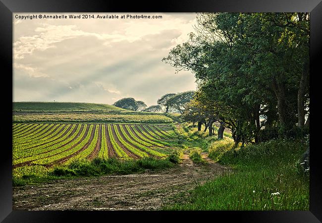 Crop and Countryside Framed Print by Annabelle Ward