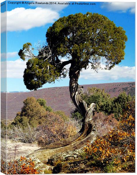 Twisted Tree Canvas Print by Angela Rowlands