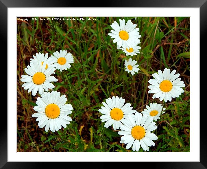 Wild Daisies Framed Mounted Print by Michael Wick