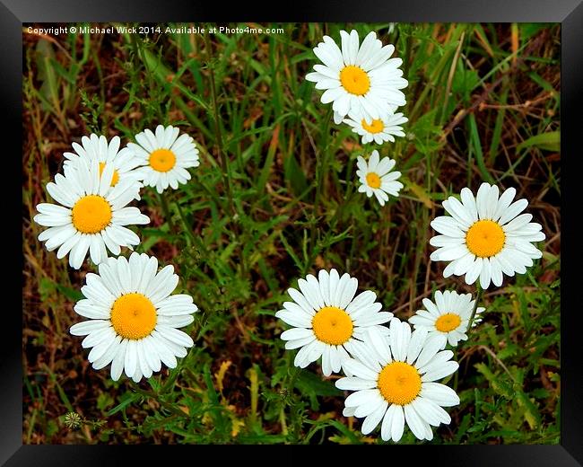 Wild Daisies Framed Print by Michael Wick