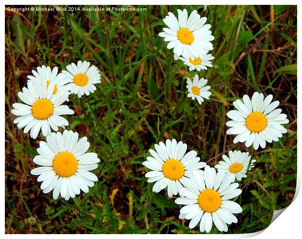 Wild Daisies Print by Michael Wick