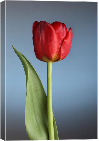 Tulip On Blue Canvas Print by Gary Lewis