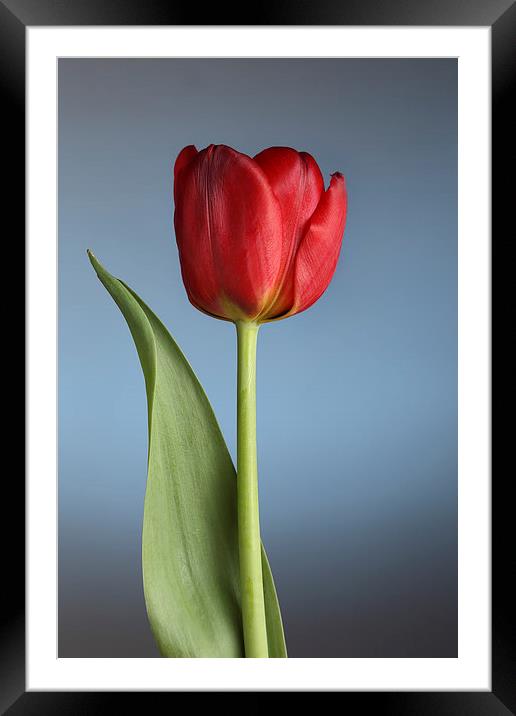 Tulip On Blue Framed Mounted Print by Gary Lewis