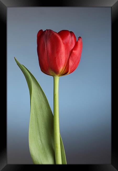 Tulip On Blue Framed Print by Gary Lewis