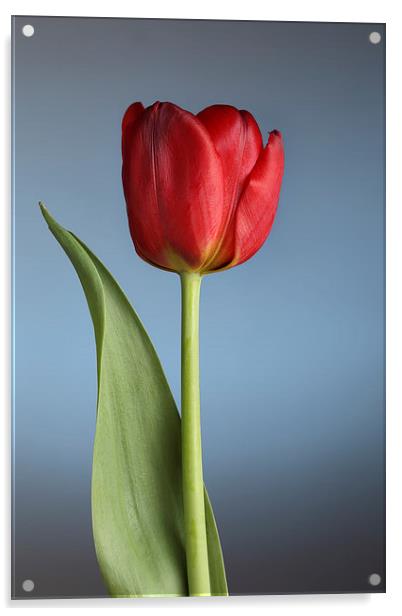Tulip On Blue Acrylic by Gary Lewis