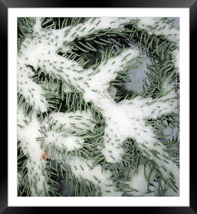 Winter Framed Mounted Print by Gary Bass