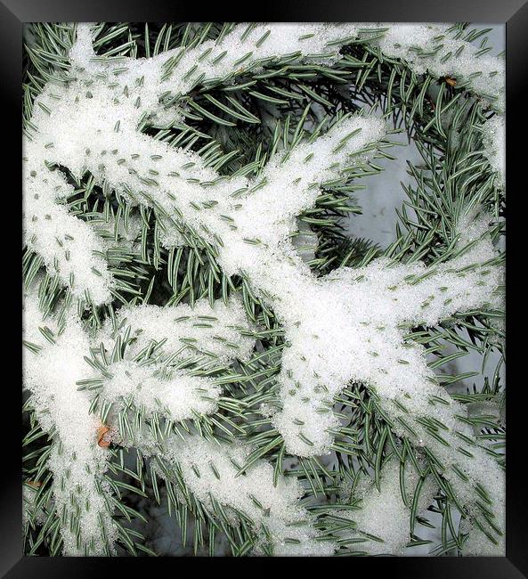 Winter Framed Print by Gary Bass