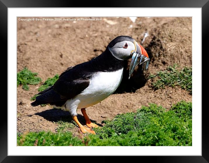 Atlantic Puffin with fish Framed Mounted Print by Gary Pearson