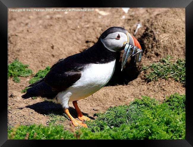 Atlantic Puffin with fish Framed Print by Gary Pearson