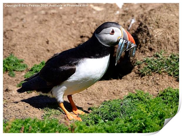 Atlantic Puffin with fish Print by Gary Pearson
